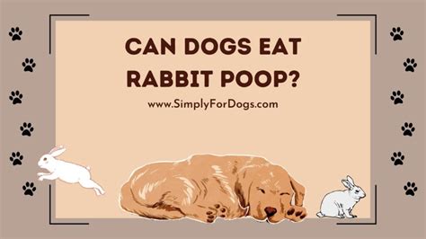 dog ate rabbit poop|will dog poop deter rabbits.